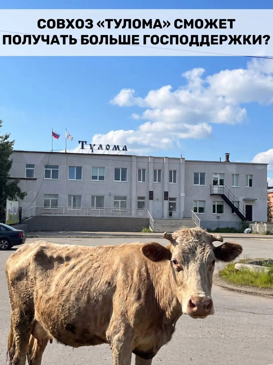 Федеральные правила позволили получать субсидии хозяйствам с долей государства или муниципалитета свыше 25%. Для Мурманской области это важно, но затянувшиеся проблемы на совхозе «Тулома» ставят под вопрос своевременность помощи.