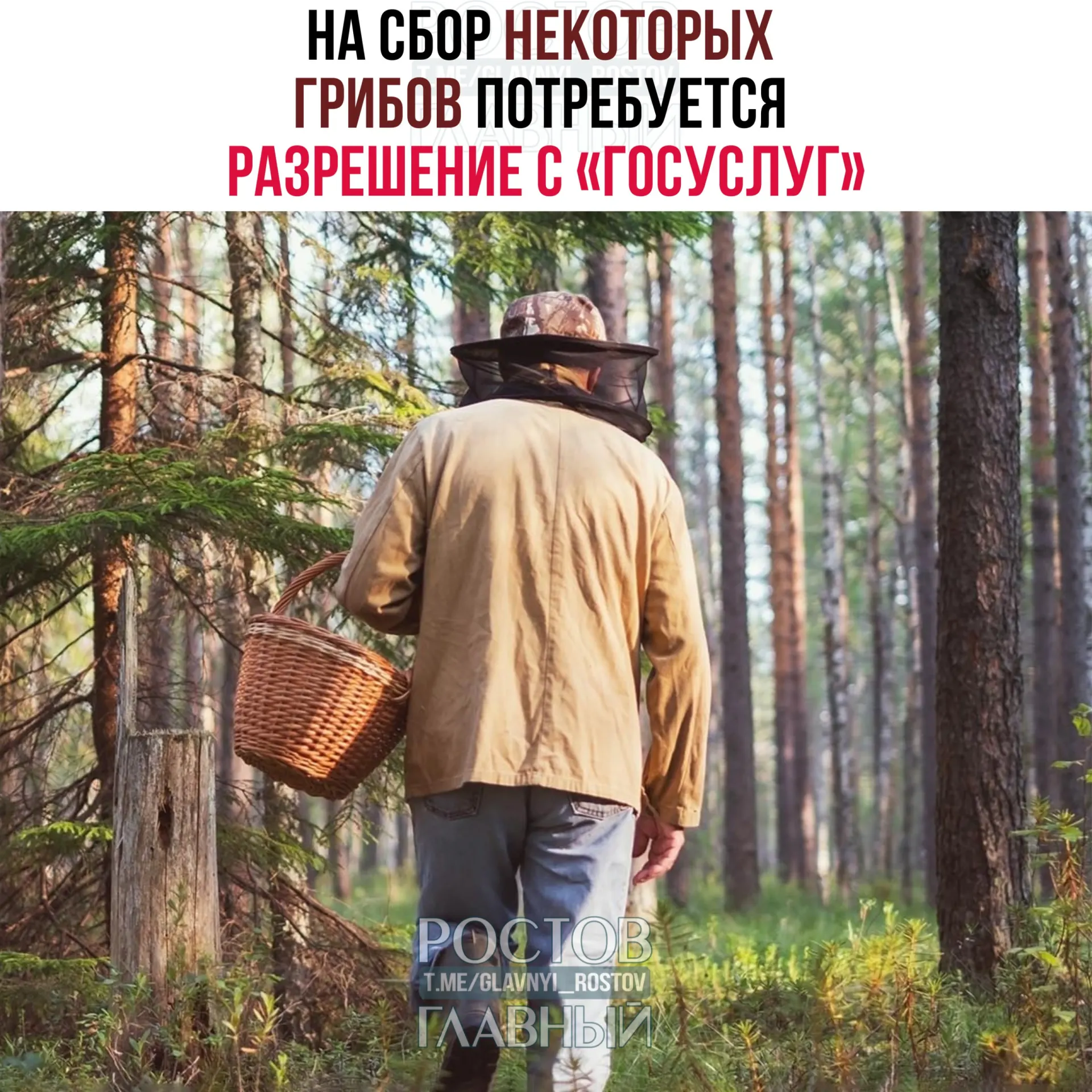 С 1 сентября 2027 года для сбора ряда редких грибов потребуется разрешение, оформляемое через «Госуслуги»: заявление будут рассматривать до 15 дней, а сбор охраняемых видов без разрешения грозит уголовной ответственностью.