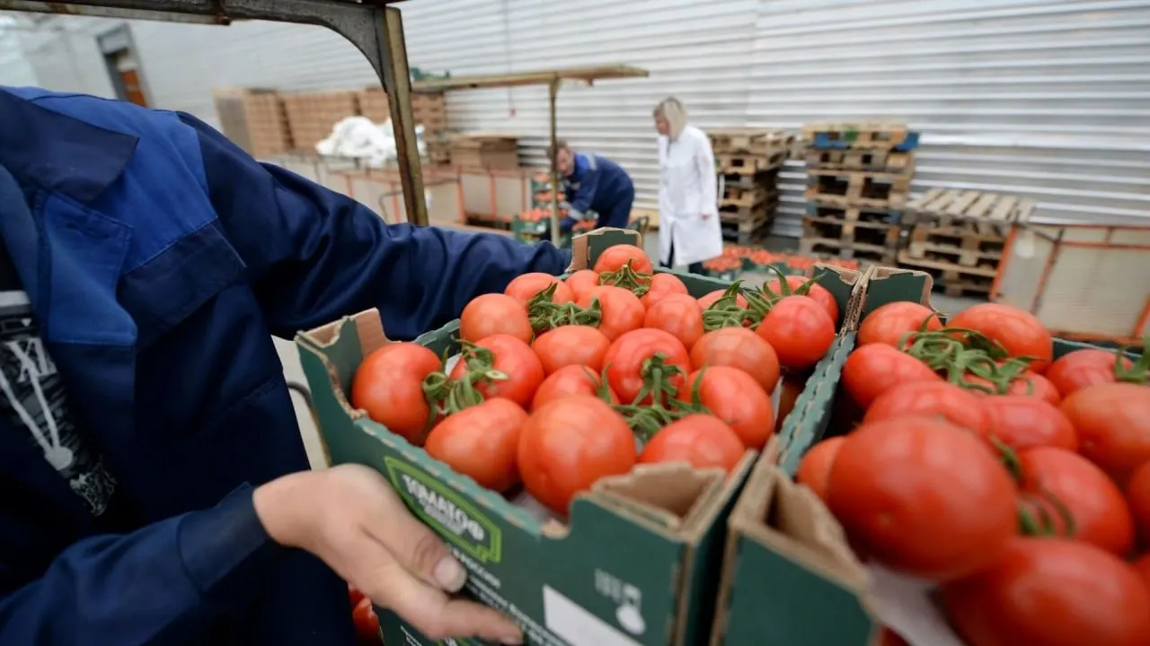 С 12 июня 2026 года приостанавливается ввоз и транзит подкарантинной продукции из Армении из‑за выявлений карантинных вредителей; ограничения будут действовать до отработки механизмов контроля и отслеживания грузов.