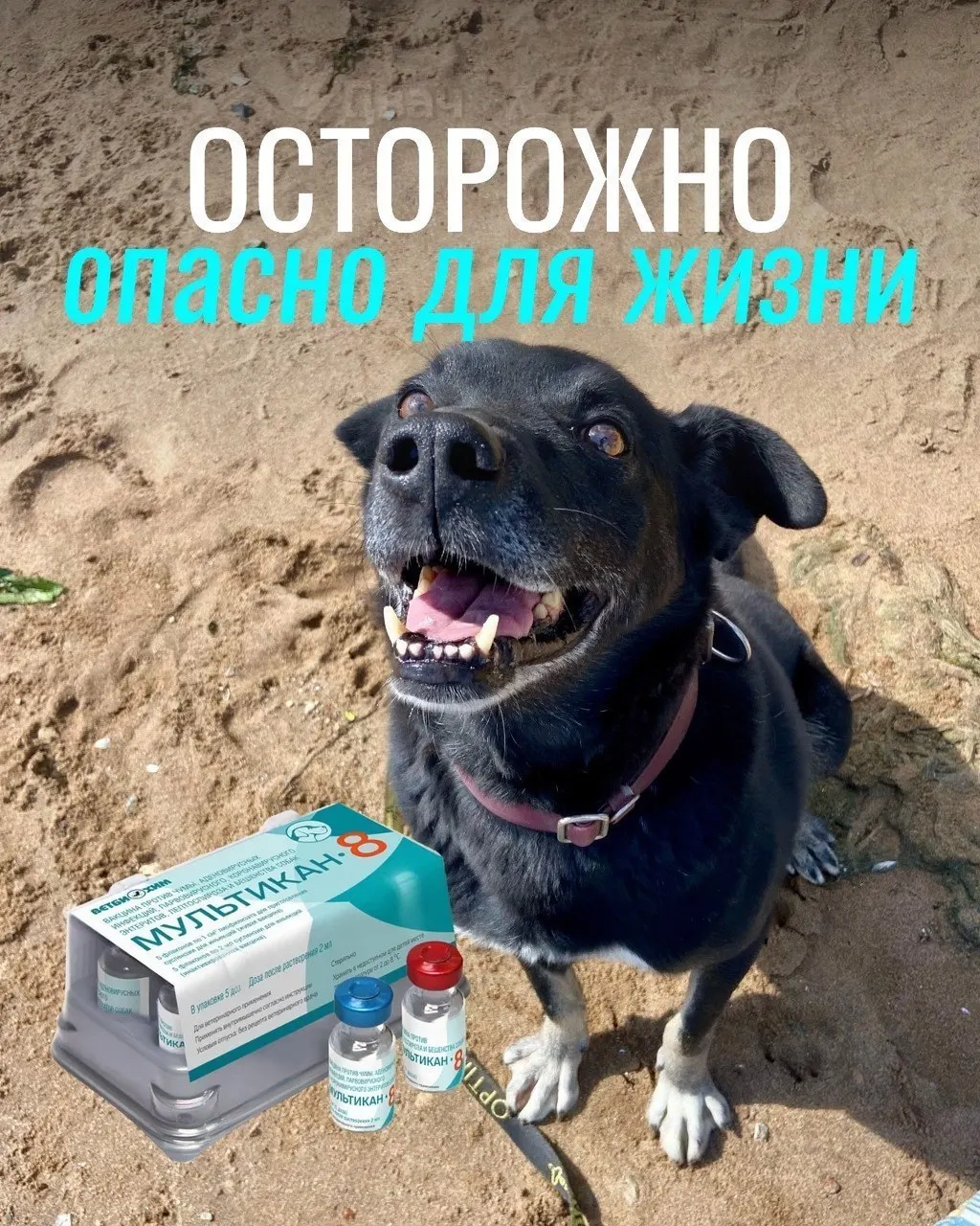 У владельцев зафиксированы тяжелые реакции у собак после прививок против бешенства; часть животных погибла, расследование продолжается.